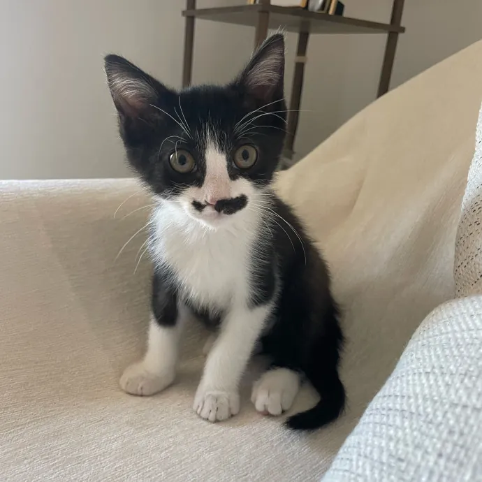 Paws And Relax Tailored Kitty Care