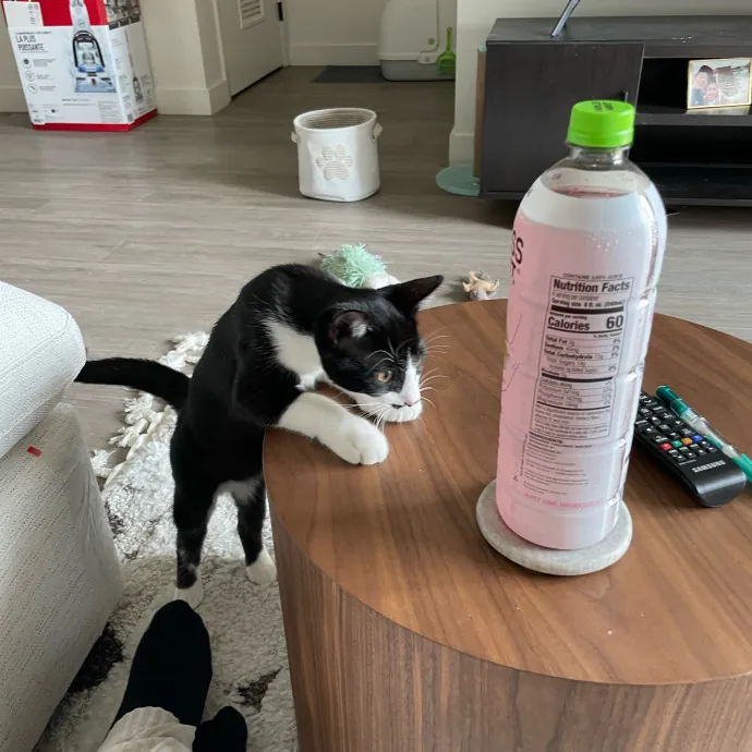 Paws And Relax Tailored Kitty Care