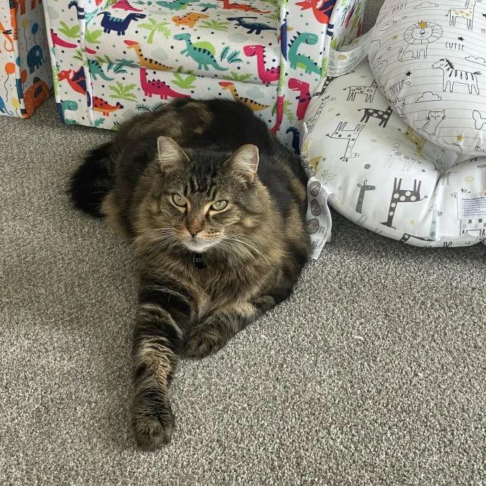 Paws And Relax Tailored Kitty Care