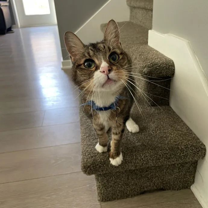 Paws And Relax Tailored Kitty Care