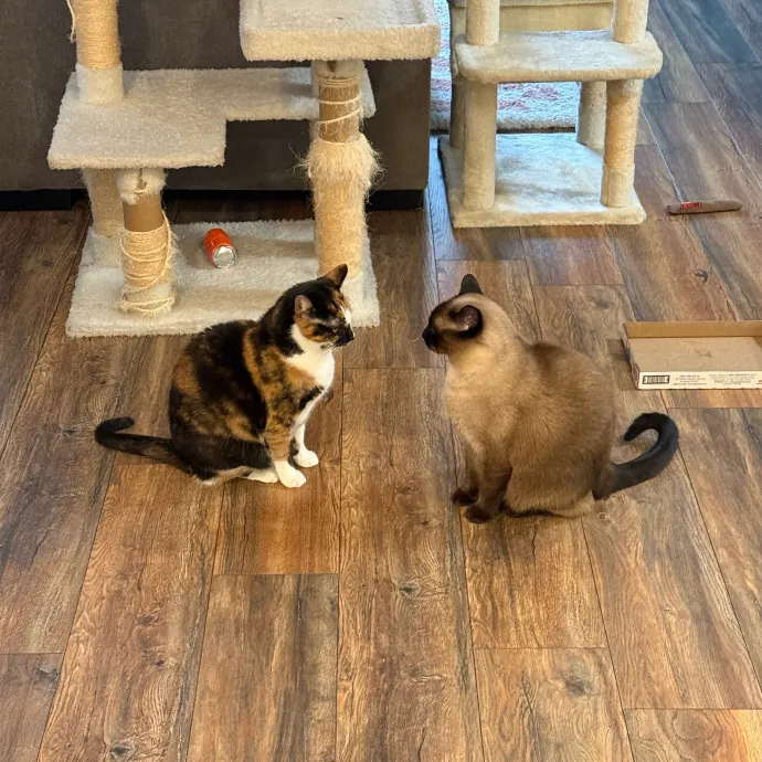 Paws And Relax Tailored Kitty Care