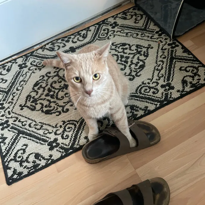 Paws And Relax Tailored Kitty Care