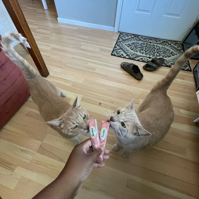 Paws And Relax Tailored Kitty Care