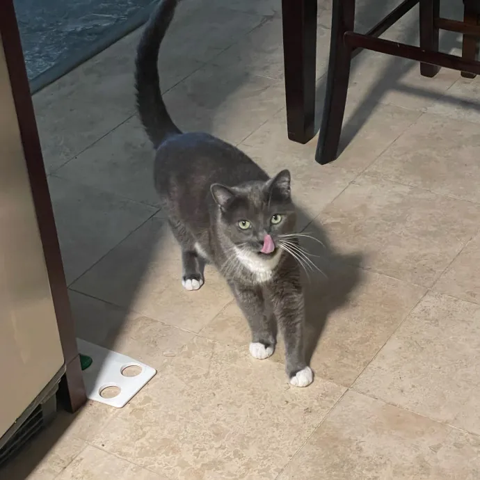 Paws And Relax Tailored Kitty Care