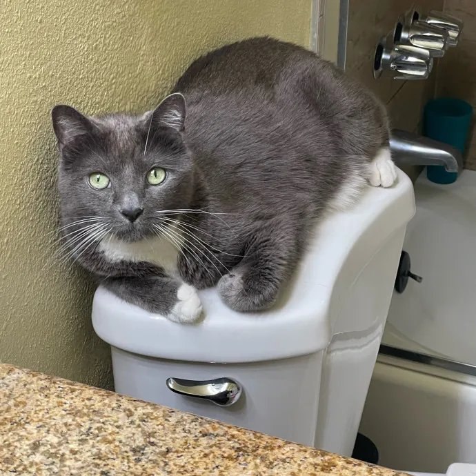 Paws And Relax Tailored Kitty Care