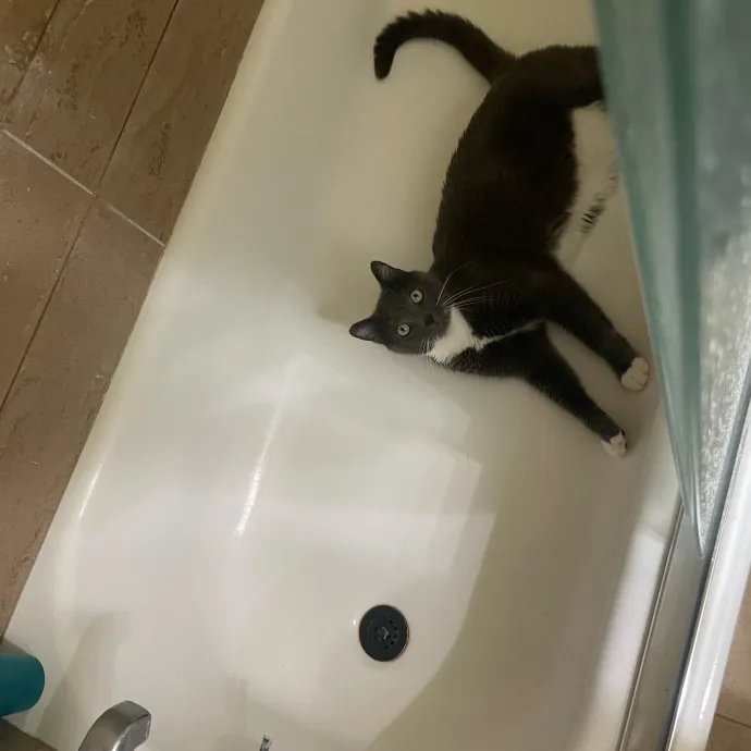 Paws And Relax Tailored Kitty Care