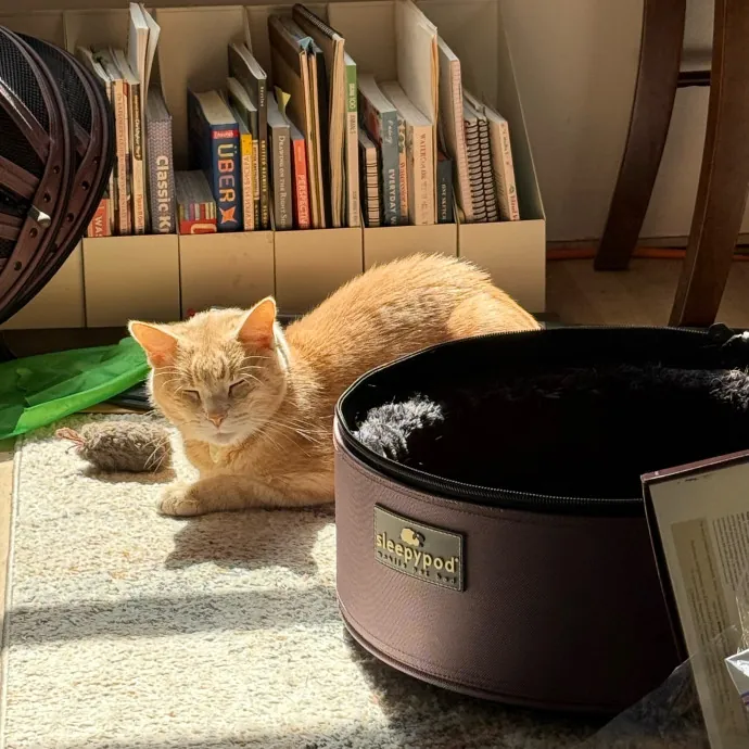 Paws And Relax Tailored Kitty Care photo 4