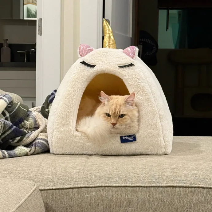 Paws And Relax Tailored Kitty Care photo 3