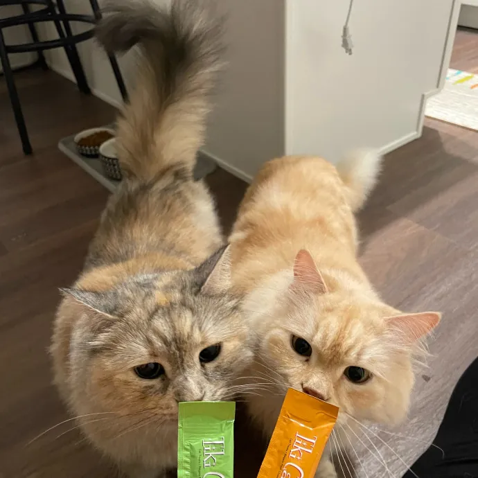 Paws And Relax Tailored Kitty Care photo 2