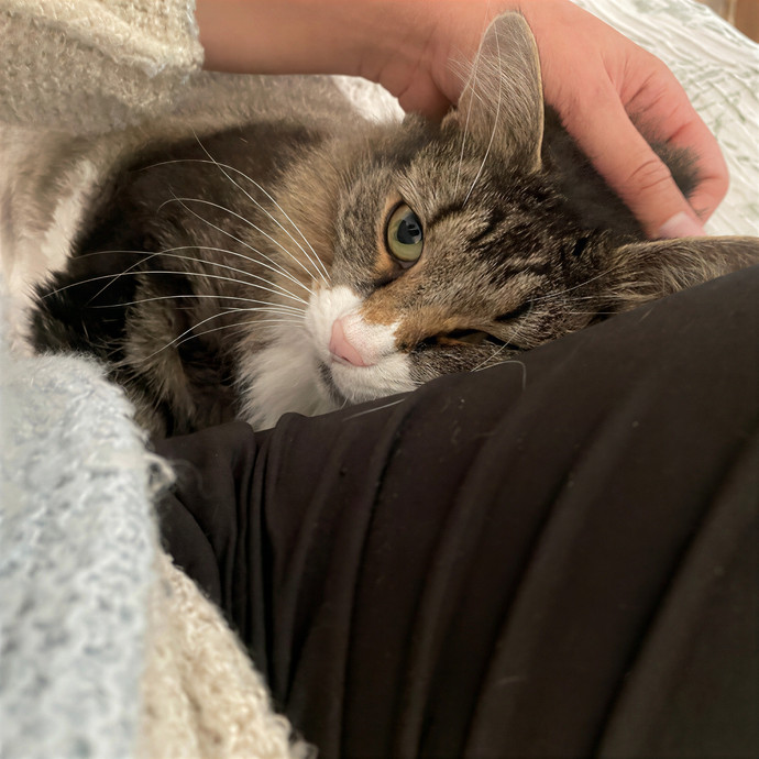 The Cat's Meow - Experienced Cat Caretaker