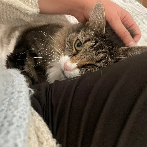 The Cat's Meow - Experienced Cat Caretaker