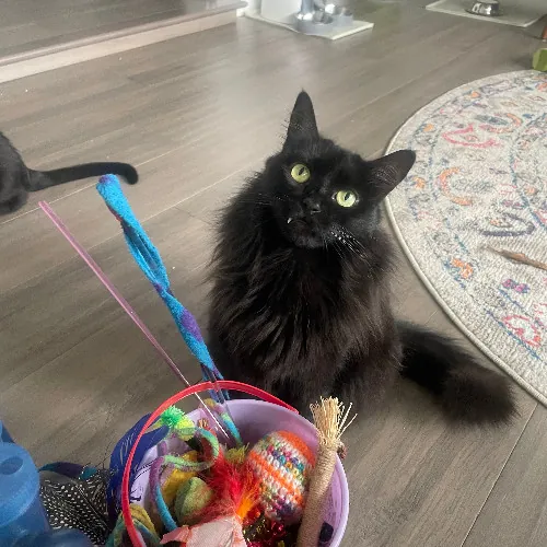 The Cat's Meow - Experienced Cat Caretaker