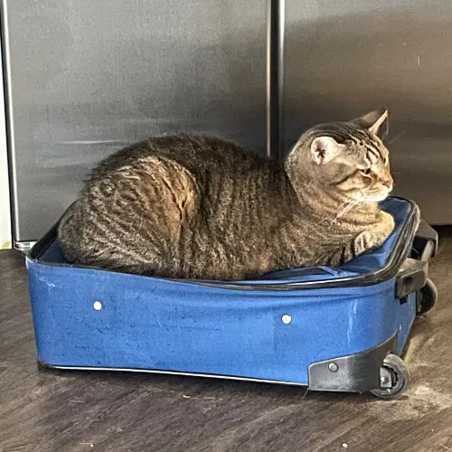 The Cat's Meow - Experienced Cat Caretaker