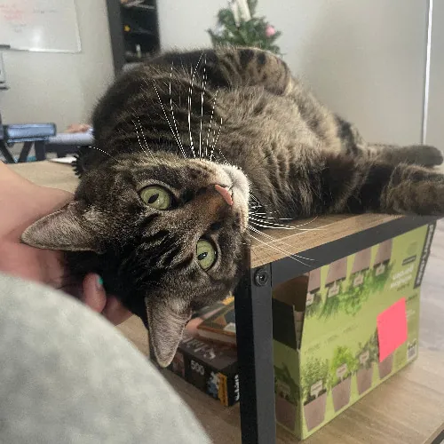 The Cat's Meow - Experienced Cat Caretaker