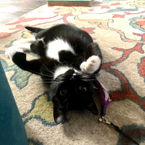 The Cat's Meow - Experienced Cat Caretaker