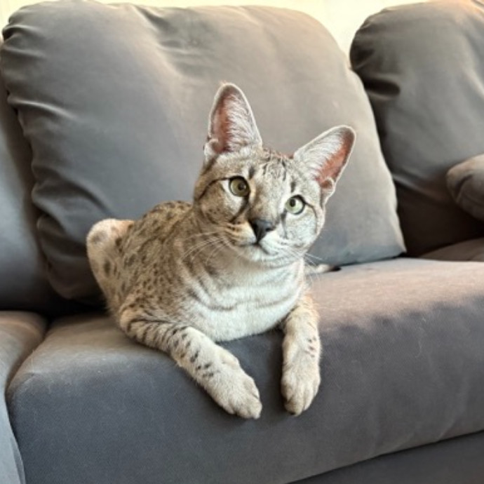 The Cat's Meow - Experienced Cat Caretaker