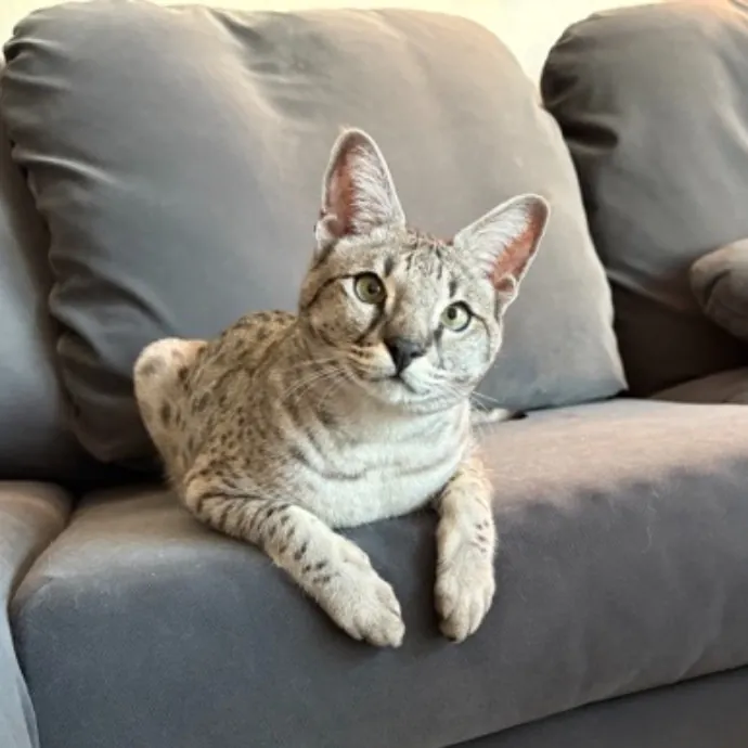 The Cat's Meow - Experienced Cat Caretaker