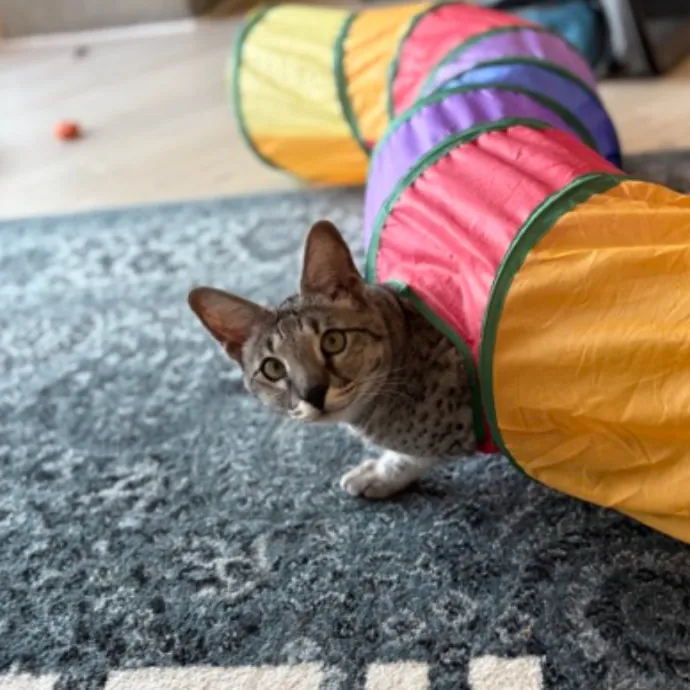 The Cat's Meow - Experienced Cat Caretaker