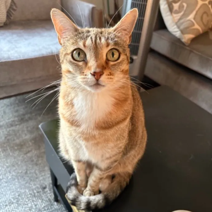 The Cat's Meow - Experienced Cat Caretaker