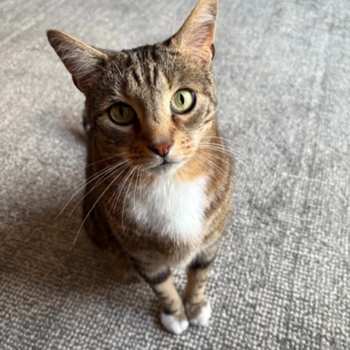 The Cat's Meow - Experienced Cat Caretaker