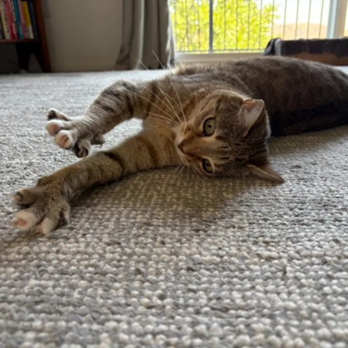 The Cat's Meow - Experienced Cat Caretaker