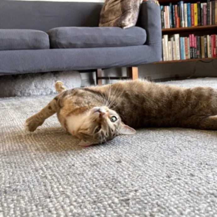 The Cat's Meow - Experienced Cat Caretaker