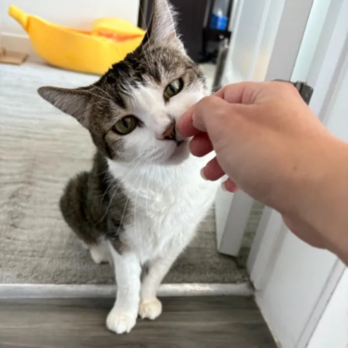 The Cat's Meow - Experienced Cat Caretaker