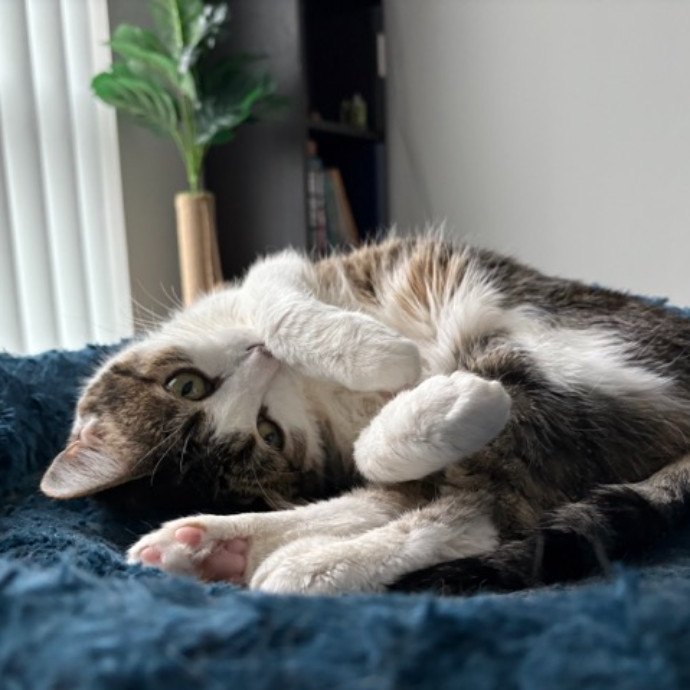 The Cat's Meow - Experienced Cat Caretaker