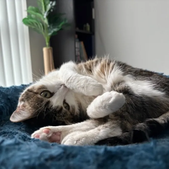 The Cat's Meow - Experienced Cat Caretaker