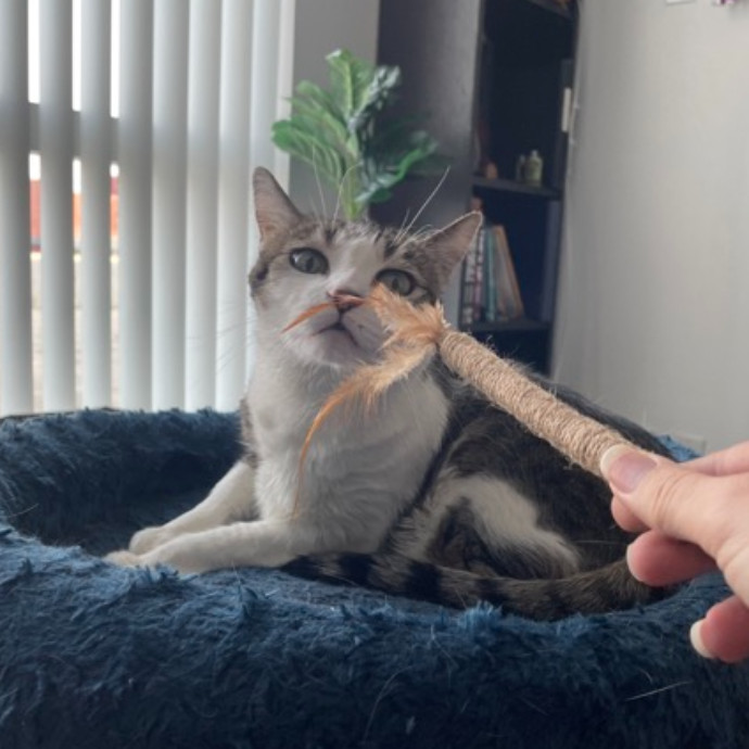 The Cat's Meow - Experienced Cat Caretaker