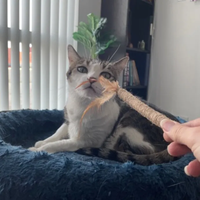 The Cat's Meow - Experienced Cat Caretaker