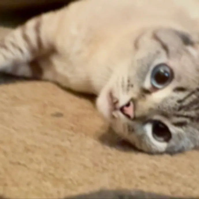 The Cat's Meow - Experienced Cat Caretaker