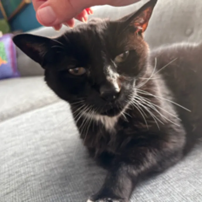 The Cat's Meow - Experienced Cat Caretaker