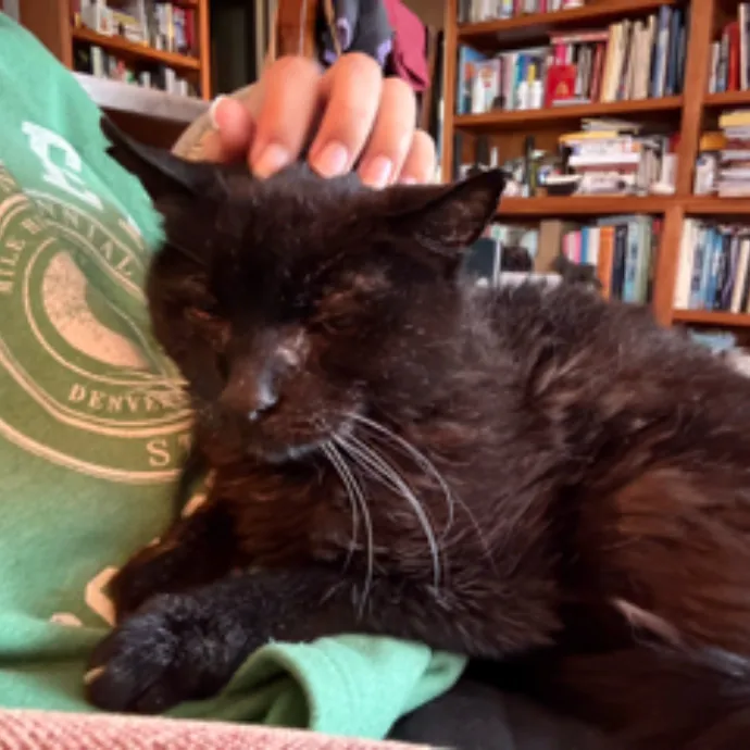 The Cat's Meow - Experienced Cat Caretaker