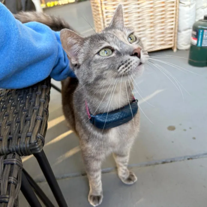 The Cat's Meow - Experienced Cat Caretaker