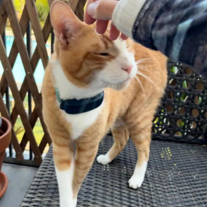 The Cat's Meow - Experienced Cat Caretaker