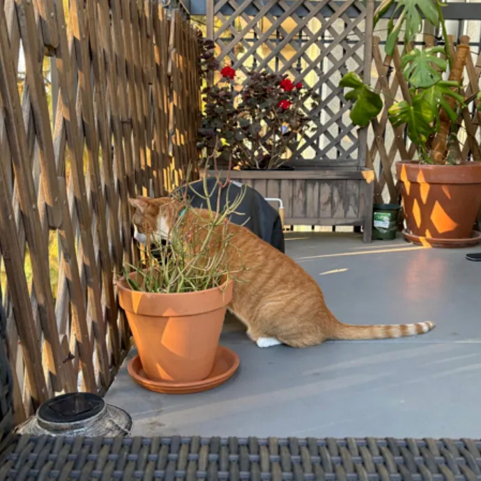 The Cat's Meow - Experienced Cat Caretaker