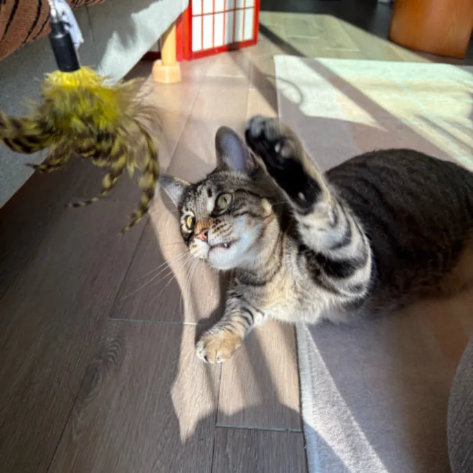 The Cat's Meow - Experienced Cat Caretaker