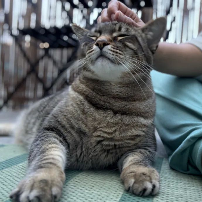The Cat's Meow - Experienced Cat Caretaker