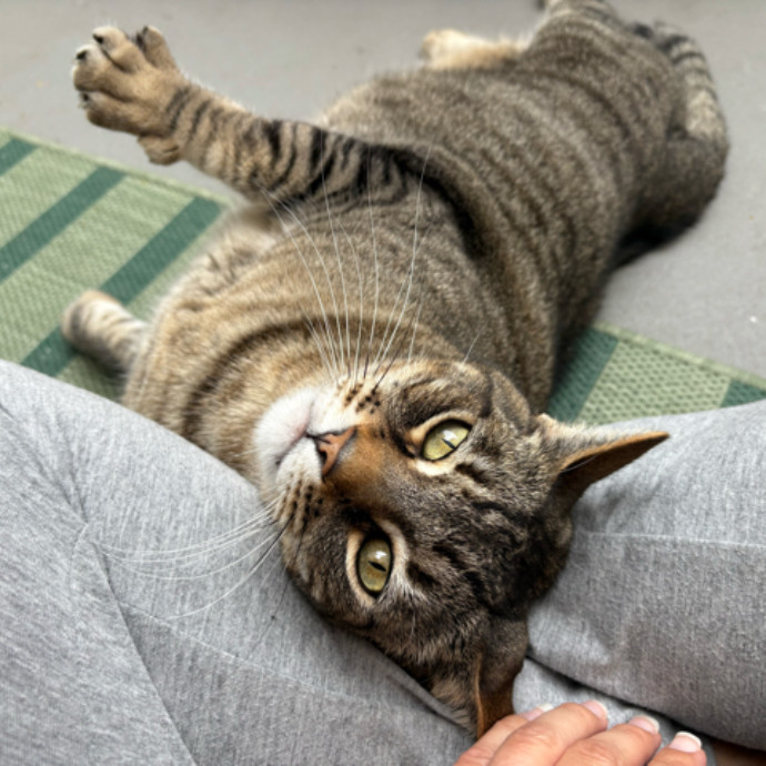 The Cat's Meow - Experienced Cat Caretaker