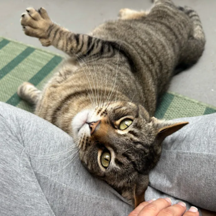 The Cat's Meow - Experienced Cat Caretaker