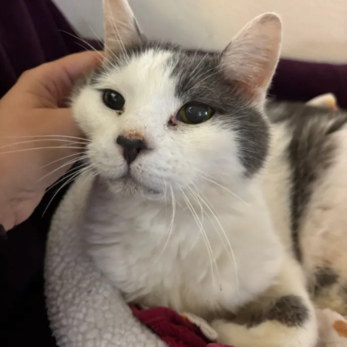 The Cat's Meow - Experienced Cat Caretaker