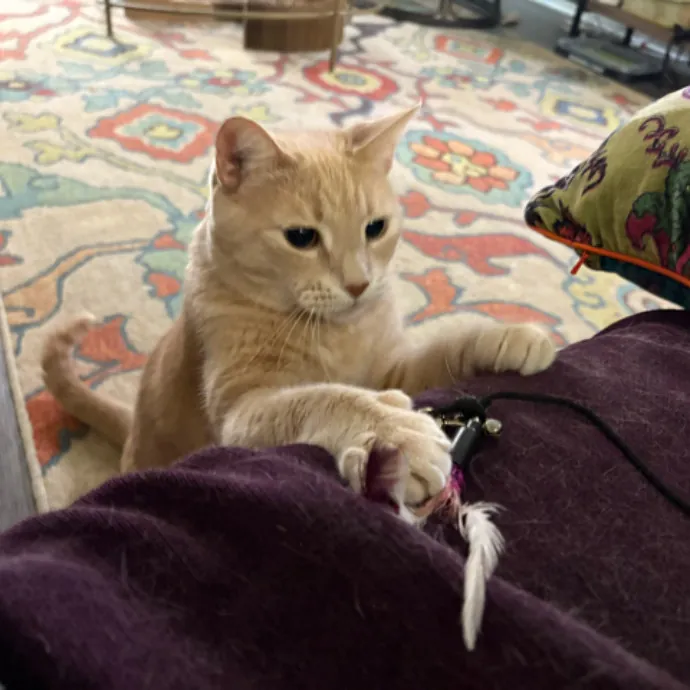 The Cat's Meow - Experienced Cat Caretaker