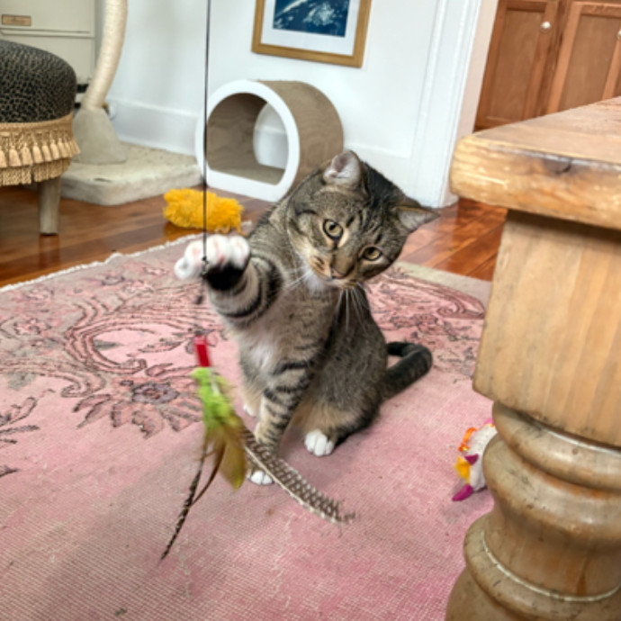 The Cat's Meow - Experienced Cat Caretaker