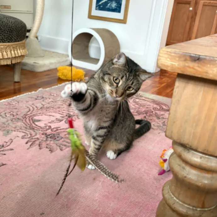 The Cat's Meow - Experienced Cat Caretaker