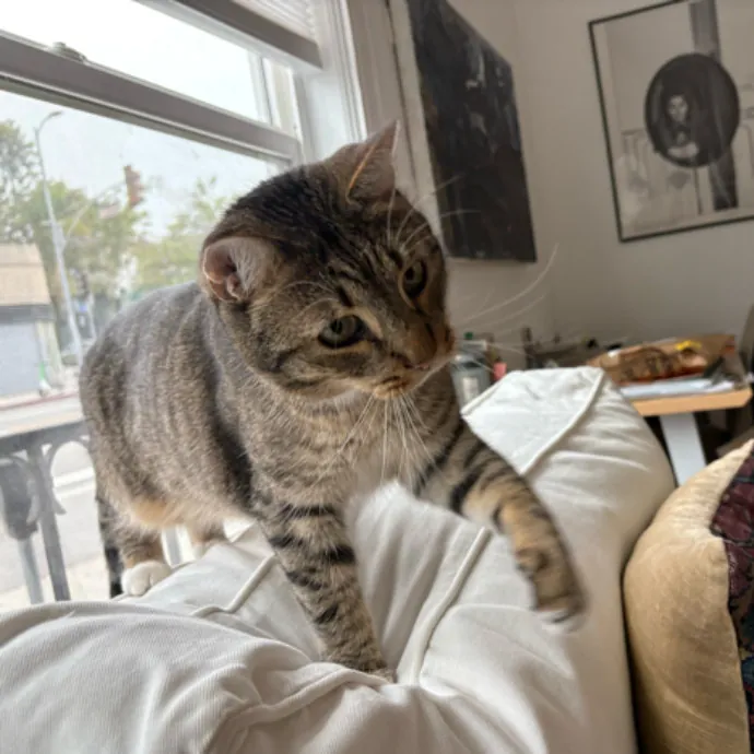 The Cat's Meow - Experienced Cat Caretaker