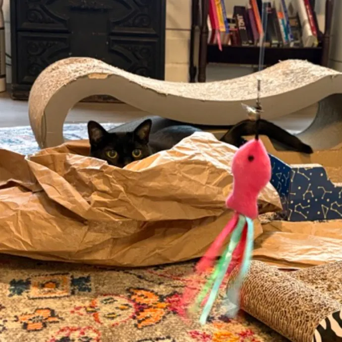 The Cat's Meow - Experienced Cat Caretaker