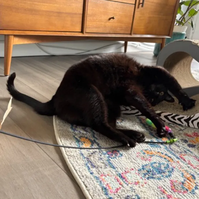 The Cat's Meow - Experienced Cat Caretaker