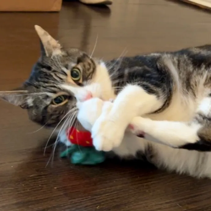 The Cat's Meow - Experienced Cat Caretaker