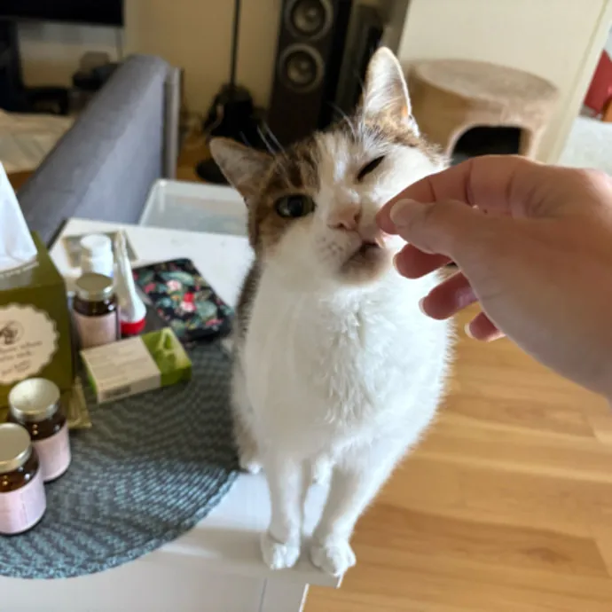 The Cat's Meow - Experienced Cat Caretaker